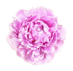 Pink peony flower isolated © Ortis