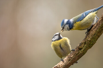 Blaumeisen bei der Fütterung