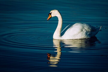swan on the lake Scotland wildlife