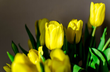 Naklejka premium bouquet of Yellow Tulips in sunlight
