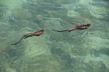 Obraz na płótnie Canvas Two iguanas swimming in Galapagos Islands