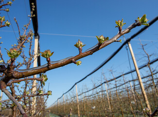 Fruit tree covered with ice in spring