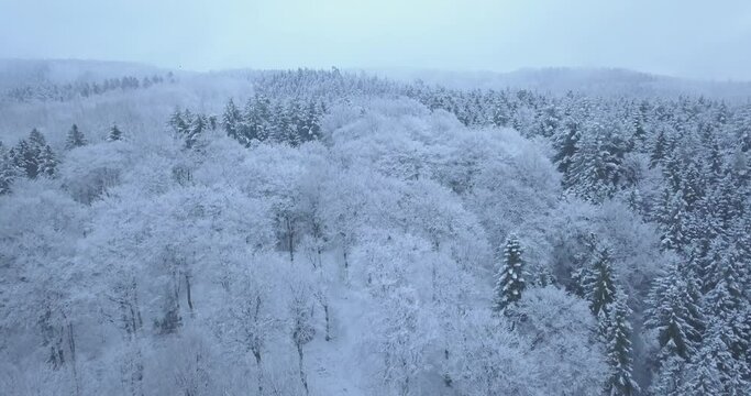 Scandinavian winter forest flyover