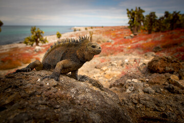 iguana over a rock in Galapagos