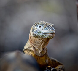 iguana over a rock in Galapagos