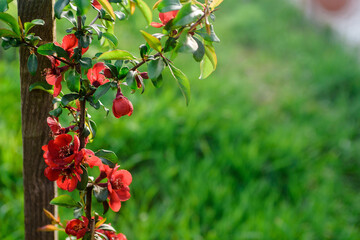 Close up delicate red flowers of Chaenomeles japonica shrub, commonly known as Japanese quince or Maule's quince in a sunny spring garden, beautiful Japanese blossoms floral background, sakura.