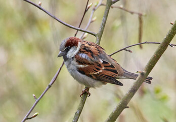 Male house sparrow, Passer domesticus, perched on a tree branch. Bird sitting on a conifer in summer. Alerted wild animal.