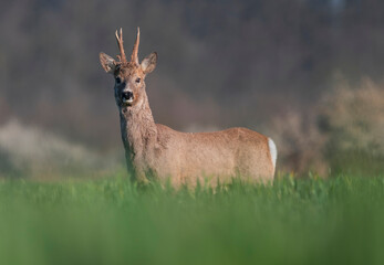 Roe deer in fresh wheat land