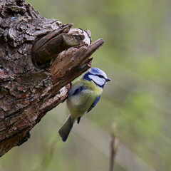 The Great Tit, Parus major, is sitting in color environment of wildlife, sýkora koňadra