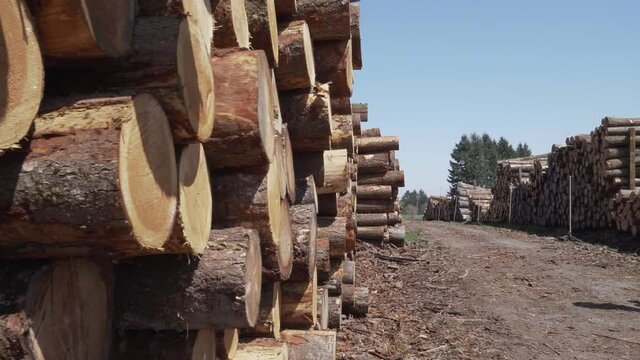 stockage de bois tronc d'arbre