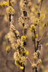 Willow branches with blossoming buds shot with shallow depth of field