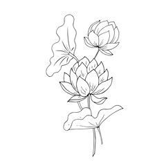 Lotus flowers, leaves. Vector illustration. Linear drawing.