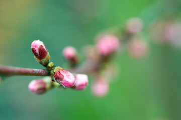 spring blossom 9