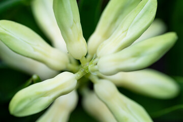 Fototapeta premium Hyacinth 1