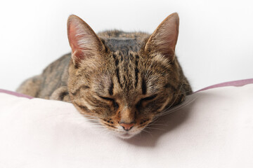 Close up portrait of a sleeping cat. Selective focus