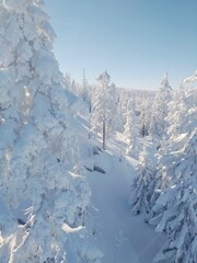  Alone snowy tree at frozen morning