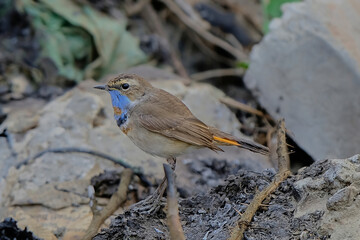 Bluethroat