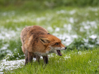 Red Fox on Snow Covered Grass