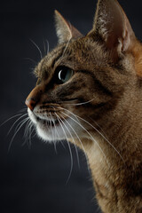 Portrait of a serious cat in profile on a dark background. Selective focus