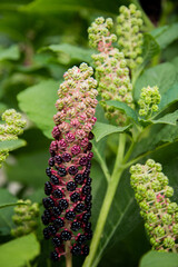 Green-purple buds of the plant Lakonos berry on a background of green leaves