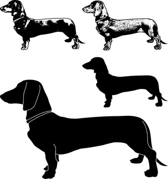 Dachshund Dog Silhouette And Sketch Illustration - Vector