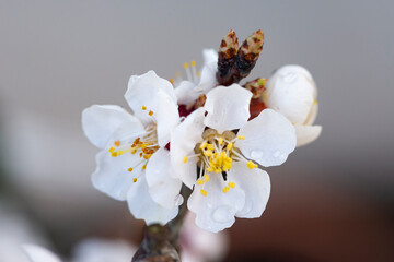 spring blossom 4