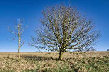 A  Young Tree and a Mature Tree with a Blue Sky in the Background.