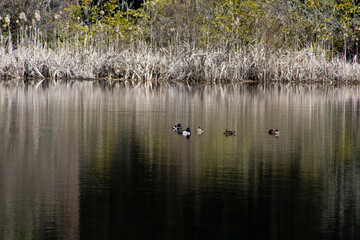 ducks on water