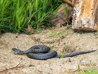 Adder Snake. Coiled. Basking