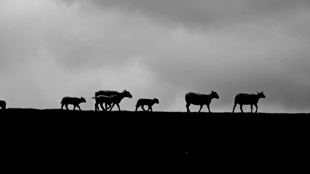 herd of sheep, ewes with their lambs, walking on the top of the dike