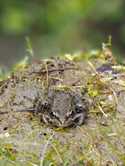 Juvenile Marsh Frog by a Pond