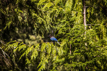 blue bird on a tree