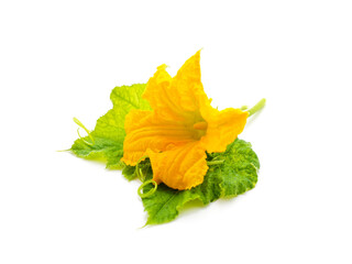 Beautiful yellow pumpkin flower with green leaves.