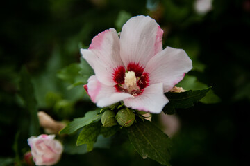 Hibiscus flowers grassy shrub close - up surrounded by green leaves.