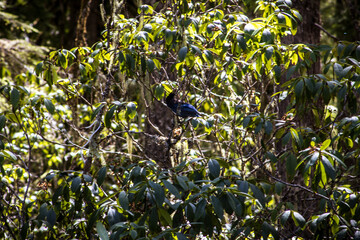 blue bird on a branch