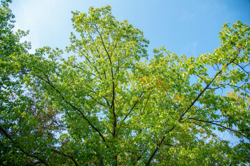 The foliage of the trees against the blue sky. crown of a young, green maple tree, against the blue...
