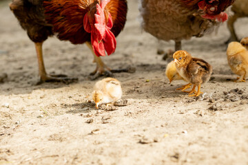 Closeup of a mother chicken with its baby chicks on the farm. Hen with baby chickens