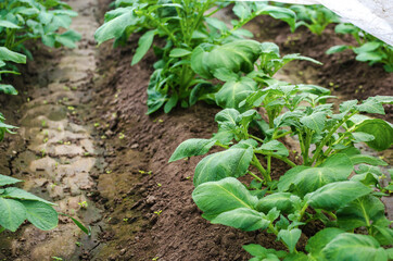 Rows of young bushes potato plantation after watering irrigation. Agroindustry agribusiness. Growing food vegetables. Growing potatoes in plastic wrap tunnels in early spring. Greenhouse effect