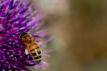 Close up of Bee collects honey from thistle, macro
