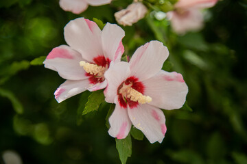 Hibiscus flowers grassy shrub close - up surrounded by green leaves.
