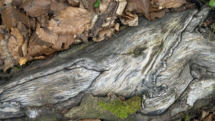 Holzmuster