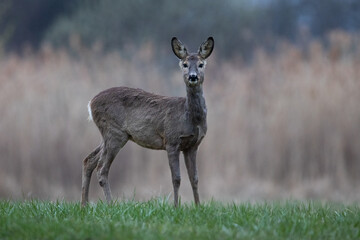 Naklejka na ściany i meble Roe deer on a meadow