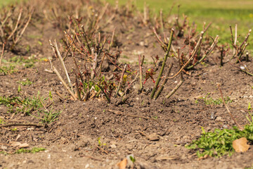 Cut stems of roses in the flowerbed. The stems have thorns.