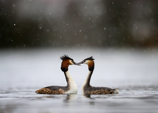 Great crested grebe stunning courtship display in snow