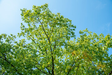 The foliage of the trees against the blue sky. crown of a young, green maple tree, against the blue...