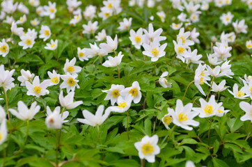 Wood with lots of white spring anemones flowers in sunny day. Forest in springtime in wild nature
