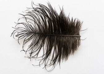 feather on white, black ostrich feather.