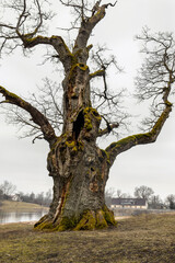 Over thousand years old oak tree near Zaube
