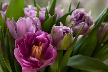 Bouquet of lilac-colored double tulips in soft focus, sun glare