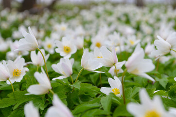 Wood with lots of white spring anemones flowers in sunny day. Forest in springtime in wild nature